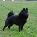 ALENAS SON OF NOORTIE V.D. WELHAVEN