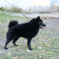 BASSO BUFFO MEEK IMP BASSO BUFFO MEEK IMP