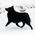 SPLENDID THREE COLOR LADY IN BLACK