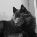 MALINOID EPIC BLACKTASTIC MALINOID EPIC BLACKTASTIC