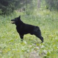 LYU DOG EXCELLENT GRANDSON NB