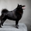 MALINOID BLACK FUCHUR MALINOID BLACK FUCHUR