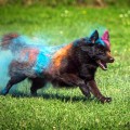 MALINOID GLOW OHOH GAYA MALINOID GLOW OHOH GAYA