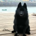 FAM BOING IZUMITELNAYA DYUYMOVOCHKA FAM BOING IZUMITELNAYA DYUYMOVOCHKA