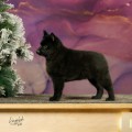 KATTYLINE BLACK TRUFFLE KATTYLINE BLACK TRUFFLE