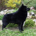 DREAM CANIS MAJOR YARKIY SVET DREAM CANIS MAJOR YARKIY SVET