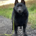 BLACK SHADOW GERMANY INFINITY
