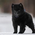 VIA AN'SVET FAMOUS BOY NB VIA AN'SVET FAMOUS BOY NB
