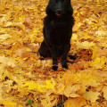 LUY DOG PERFECTLY MADE