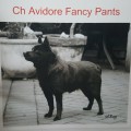 AVIDORE FANCY PANTS