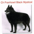 FRANHOWIL BLACK MYSTICAL