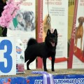 ALISIYA BOEFFIE STELLA NERA ALISIYA BOEFFIE STELLA NERA