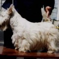KLEMA PALOMINO KNOU HAU