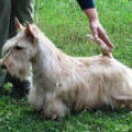 CHIBSTEN LAPUSHKA