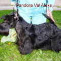 PANDORA VAL ALEKS