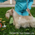 TAFANTIS VAN GOLDEN JOY