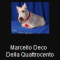 MARCELLO DECO DELLA QUATTROCENTO
