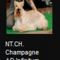 CHAMPAGNE AD INFINITUM