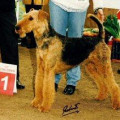 QUINCY VON DER SCHWARZEN KUHLE