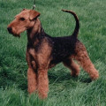 EDDY VON DER SCHWARZEN KUHLE