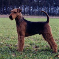 FELIX VOM MICHELBACH
