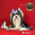 TOP ROYAL BOY