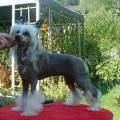 WHOOPI ROSA THEA