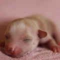 STARDUST ROSA THEA FCI