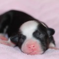 STARLIGHT ROSA THEA FCI