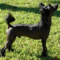 LEGENDS BLACK JACK