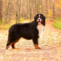 BERN BERNER TAL