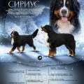 SENNENHUND ROSSII SIRIUS SENNENHUND ROSSII SIRIUS