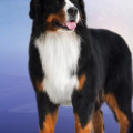 JENNYCREEK 'S JOY OF LIBERTY FOR ALGRAND BERNI