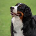 SENNENHUND ROSSII ZLATA-II