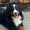 SENNENHUND ROSSII GRAF-II