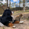 SENNENHUND ROSSII P'SAY