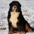 SENNENHUND ROSSII DIKSI
