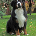 SENNENHUND ROSSII MAKENTOSH