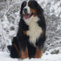 SENNENHUND ROSSII HITANA MIRA