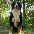 SENNENHUND ROSSII TEFFI