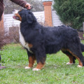 V'ORSINKA ZENNENHUND ROSSII