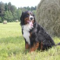 ZENNENHUND ROSSII FENDER ZENNENHUND ROSSII FENDER