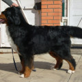ZENNENHUND ROSSII BURGUNDIA