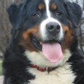 AFINA BERNER TAL