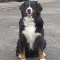 KLEO