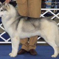 B-CASPER JR. OF DOGHOUSE FARM