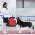 CZARDASZ ESKIMOSKI DOMEK