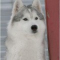 HUSKY HAVEN BLUEBIRD