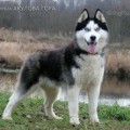 SNEZHNYI ANGEL MISTIC BLACK STAR
