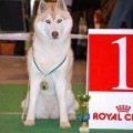 NORDIC CHALLENGER NATIONAL PRINCESS